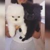 Puppies for sale Sweden, Stockholm Pomeranian Spitz
