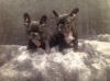 Puppies for sale Greece, Heraklion French Bulldog