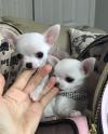 Puppies for sale Latvia, Riga Chihuahua