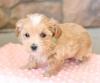 Puppies for sale Sweden, Lulea , Maltipoo