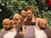 Puppies for sale Czech Republic, Prague Cocker Spaniel