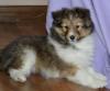 Puppies for sale Italy, Turin Sheltie (Shetland Sheepdog)