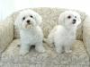 Puppies for sale Italy, Rome Maltese