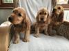 Puppies for sale Netherlands, Rotterdam Cocker Spaniel
