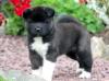 Puppies for sale Cyprus, Nicosia Akita