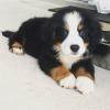 Puppies for sale Belgium, Liege Bernese Mountain Dog
