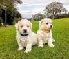 Puppies for sale Germany, Dusseldorf Bichon