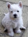Puppies for sale Hungary, Budapest West Highland White Terrier