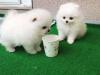 Puppies for sale Italy, Parma Pomeranian Spitz