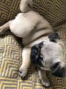 Puppies for sale Hungary, NyГregyhГЎza Pug