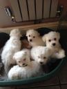 Puppies for sale Hungary, Szekesfehervar Bichon
