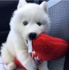 Puppies for sale Italy, Bolzano , siberian husky