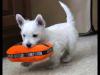 Puppies for sale Netherlands, Eindhoven West Highland White Terrier