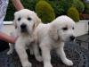 Puppies for sale Netherlands, Amsterdam Golden Retriever