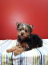 Puppies for sale Germany, Oranienburg Yorkshire Terrier