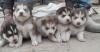 Puppies for sale USA, Texas, Houston Haski