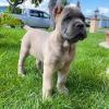 Puppies for sale Italy, Cortina d'ampetso , Cane corso