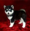 Puppies for sale Italy, Milan Other breed, POMSKY PUPPIES