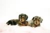 Puppies for sale Belgium, Brussels Dachshund