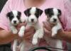 Puppies for sale Sweden, Kalmar , Jack Russell Terrier puppies