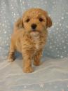 Puppies for sale Italy, Naples Poodle