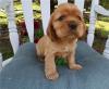 Puppies for sale Italy, Genoa , Cocker-Spaniel Puppies