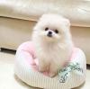 Puppies for sale Cyprus, Limassol Pomeranian Spitz
