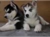 Puppies for sale Belgium, Charleroi Haski