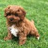 Puppies for sale Italy, Brescia , CAVAPOO