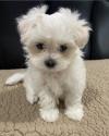 Puppies for sale Italy, Milan Maltese