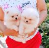 Puppies for sale Hungary, Budapest Pomeranian Spitz