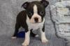 Puppies for sale Belgium, Liege , Boston Terrie puppies