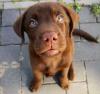Puppies for sale Germany, Augsburg , labrador