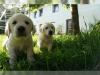 Puppies for sale Italy, Pesaro Labrador
