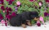 Puppies for sale Hungary, Debrecen Rottweiler