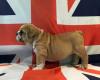 Puppies for sale Germany, Dusseldorf English Bulldog