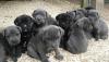 Puppies for sale Italy, Milan Italian Corso Dog