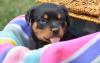 Puppies for sale Ireland, Dublin Rottweiler