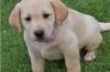 Puppies for sale Canada, Alberta Labrador Retriever