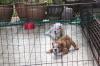Puppies for sale Germany, Freiburg English Bulldog