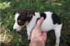 Puppies for sale Italy, Milan Zapadnosibirskaya Laika, RAT TERRIER PUPS