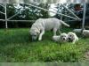 Puppies for sale Spain, Salamanca Labrador