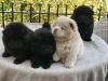 Puppies for sale Ireland, Dublin Chow Chow