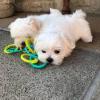 Puppies for sale Belgium, Charleroi Maltese