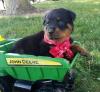 Puppies for sale Italy, Pesaro Rottweiler