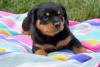 Puppies for sale Hungary, Budapest Rottweiler