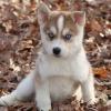 Puppies for sale Italy, Ancona , Pomsky Puppies