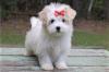 Puppies for sale Sweden, Helsingborg Havanese