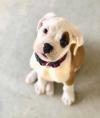Puppies for sale Spain, Figeyras , labrador