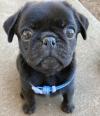 Puppies for sale Canada, Ontario, London Pug